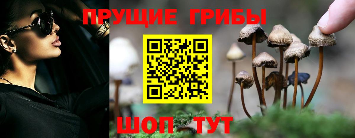 Галлюциногенные грибы Psilocybine cubensis Амурск